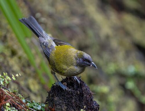 Mark Burgess ANPSNZ 2026 (Natural Environment & Wildlife)