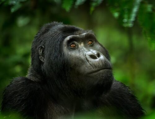 Caroline Ludford FNPSNZ 2026 (Natural Environment & Wildlife)