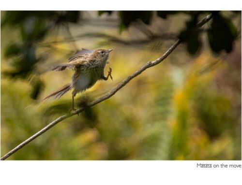 Rebecca MacDonald ANPSNZ 2026 (Nature Open)