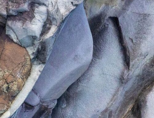 Kirsteen Redshaw FNPSNZ 2026 (Nature Open)