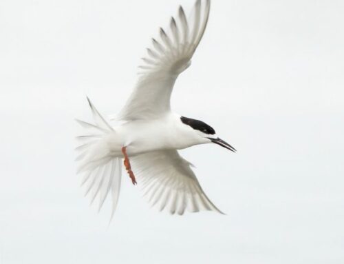 Erin Robson LNPSNZ 2026 (Nature Open)