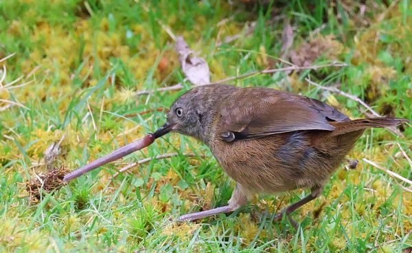 Tasmanian scrubwren (Maan Alkaisi)