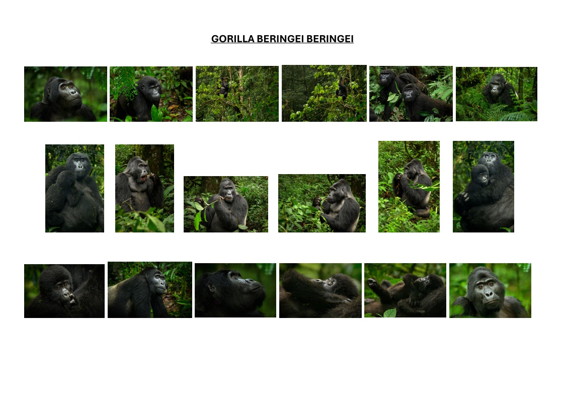 Caroline Ludford print layout