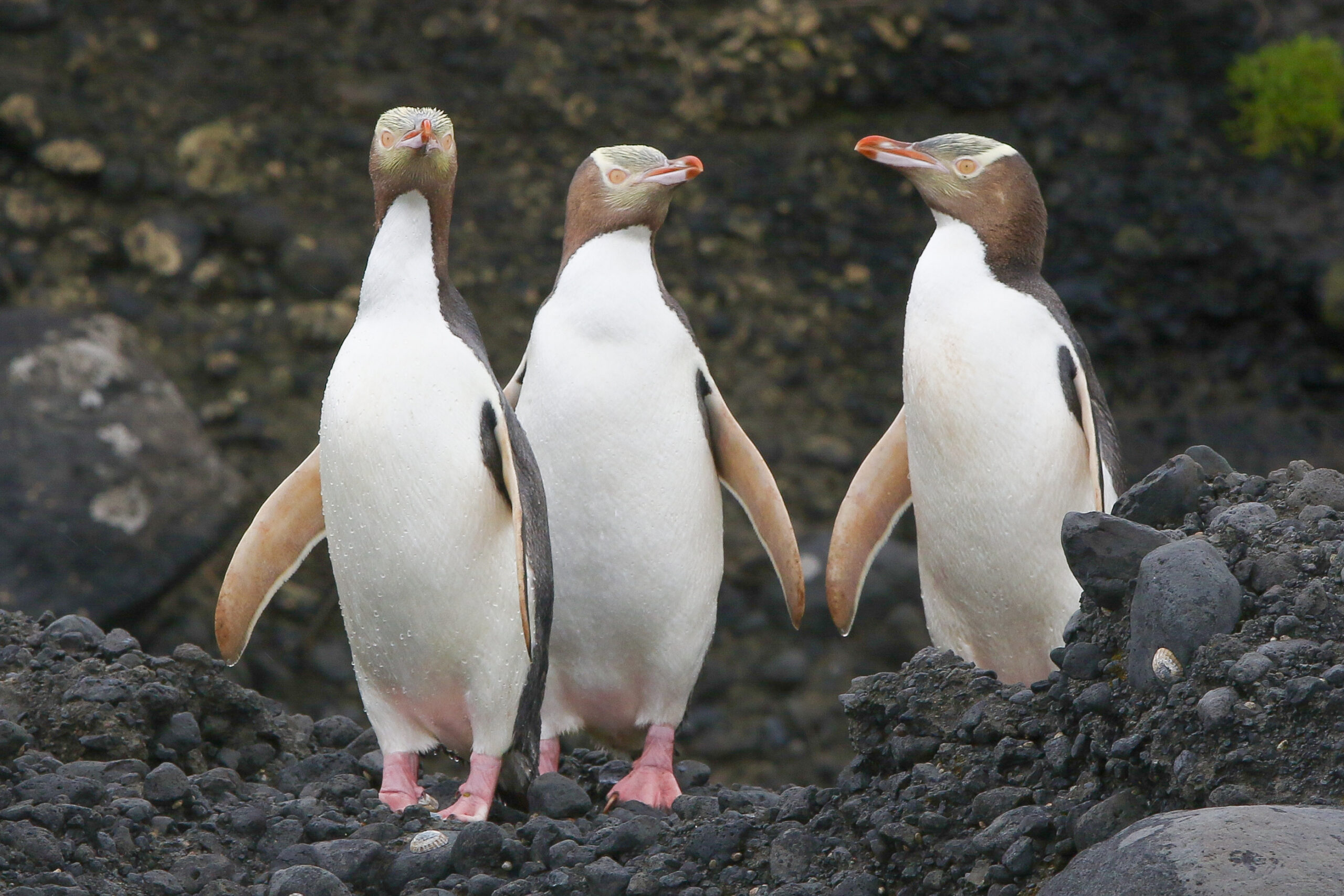 Hoiho - Subantarctic Islands - (Ken Muscroft-Taylor)