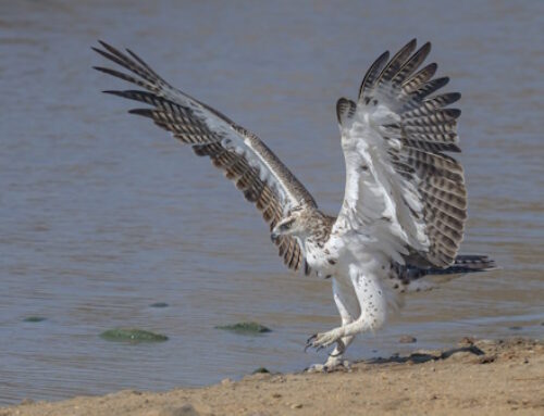Photographic Tours – Kruger National Park – 2027