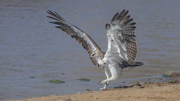 Martial Eagle - Mark Roxburgh