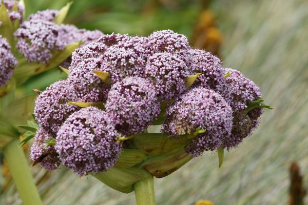 Megaherb - Subantarctic Islands - Ken Muscroft-Taylor
