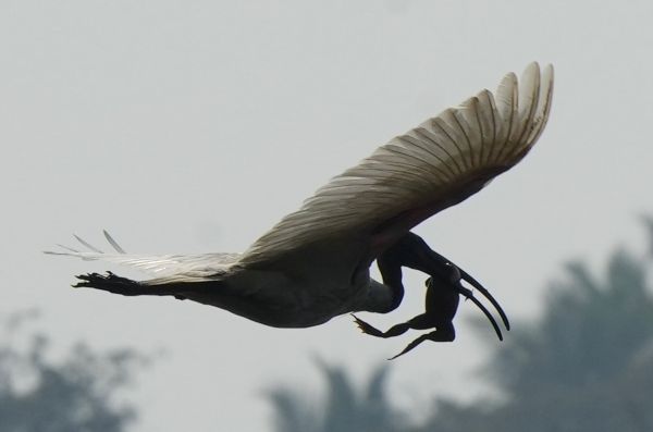 Black-headed Ibis with frog (Anaiwalundawa Int. Ramsar Wetland Black-headed Ibis with frog (Anaiwalundawa Int. Ramsar Wetland)
