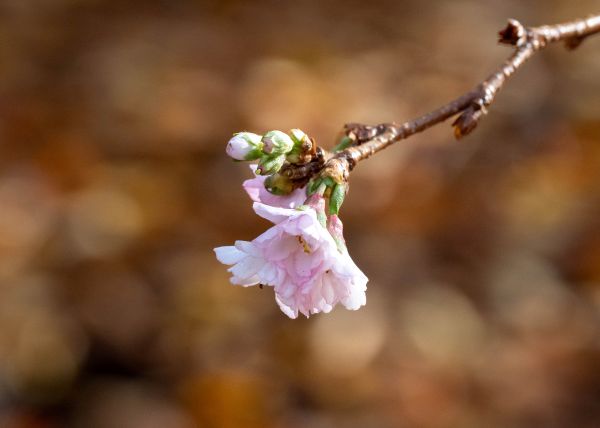 Bob Wright Autumn flowering cherry Bob Wright Autumn floweri
