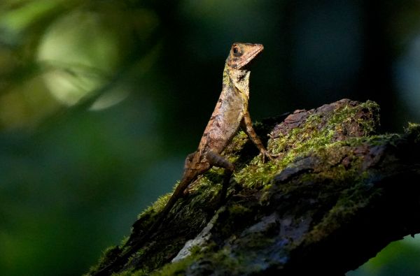 Kangaroo Lizard [Endemic] Sinharaja