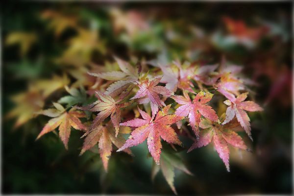 L Ritchie Maples