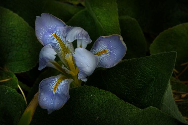 L Ritchie iris surprise L Ritchie iris surprise