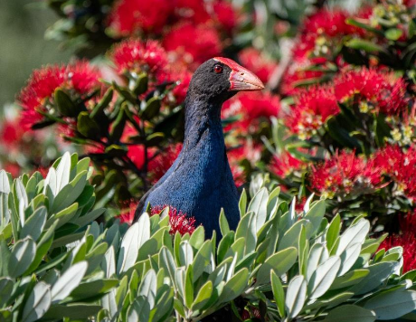 Pukeko in Pohutakawa in Fishermans Bay: Linley Earnshaw Pukeko in Pohutakawa in Fishermans Bay: Linley Earnshaw