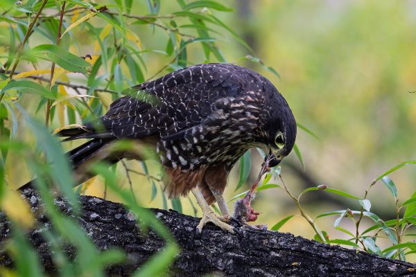 Robert Green: NZ Falcon Robert Green: NZ Falcon