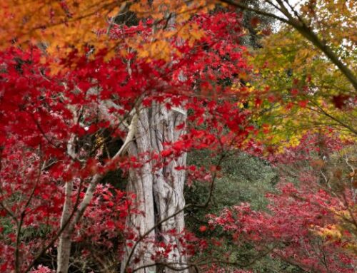 Catch the last colours of Autumn