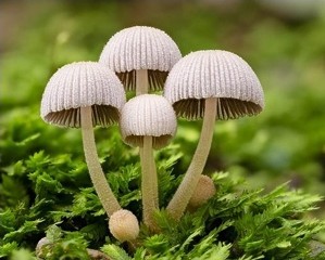 Nadine Campbell: Fairy Inkcap