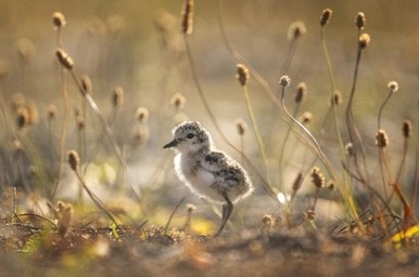 Dawn Kirk: Dotterel chick