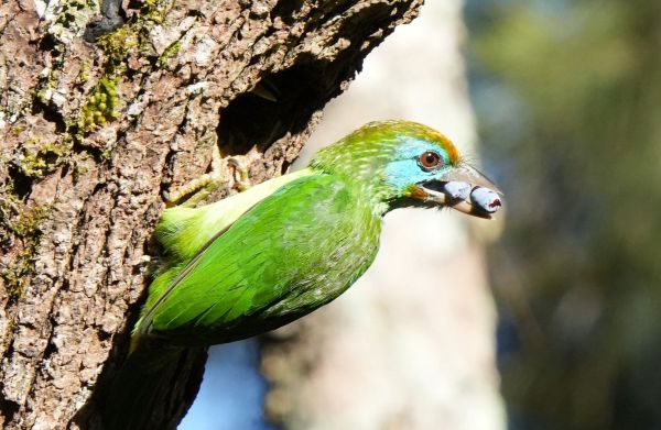 Yellow-fronted Barbet Victoria Park, Nuwara Eliya Yellow-fronted Barbet Victoria Park, Nuwara Eliya