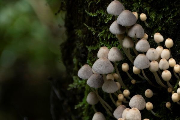 R Owen Fairy Inkcaps R Owen Fairy Inkcaps