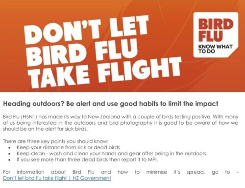 Bird Flu