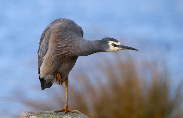 White-faced heron – Maan Alkaisi White-faced heron - Maan Alkaisi