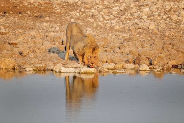 Lion – Namibia (Dawn Kirk) Lion - Namibia (Dawn Kirk)