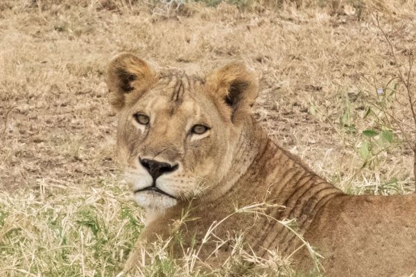 Lioness (Jane Coulter) Lioness (Jane Coulter)