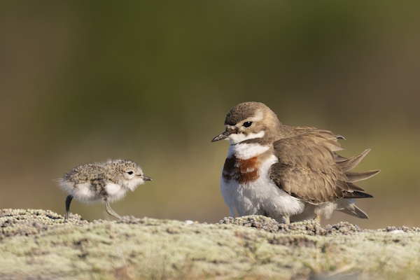 Dotterel chick and adult – Dawn Kirk Dotterel chick and adult - Dawn Kirk